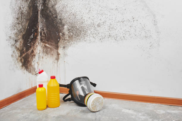 Best Mold Remediation  in Midway South, TX