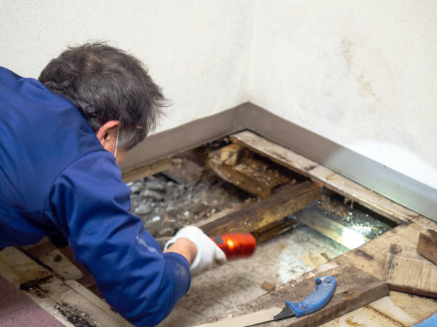Crawl Space Mold Removal in Midway South, TX