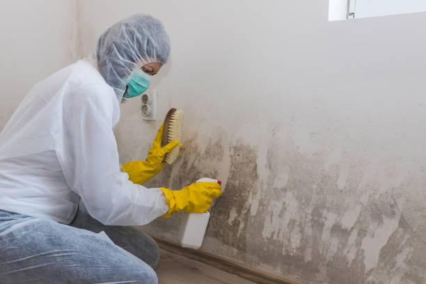 Best Crawl Space Mold Removal  in Midway South, TX