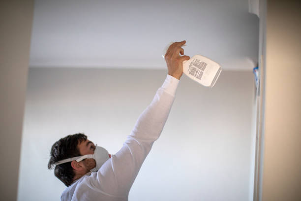 Best Mold Removal Company Near Me  in Midway South, TX