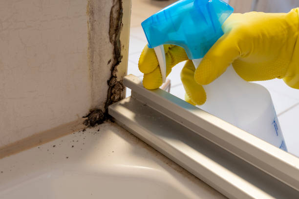 Mold Testing and Removal in Midway South, TX
