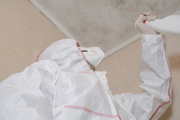 Best Black Mold Removal  in Midway South, TX