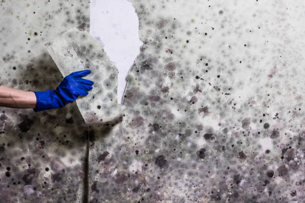 Best Affordable Mold Removal  in Midway South, TX